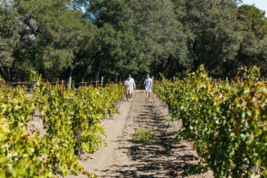 San Francisco: Half-Day Wine Country Excursion with Tastings - Who this tour suits best (and who might want a different setup)