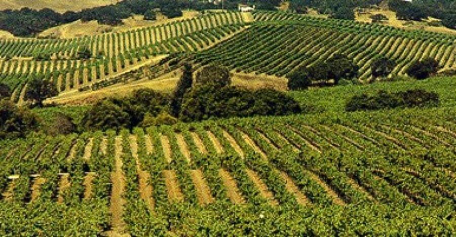 San Francisco: Half-Day Wine Country Tour with Wine Tastings - Key things that make this tour work well