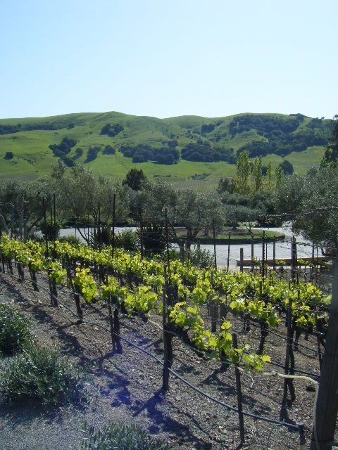 San Francisco: Half-Day Wine Country Tour with Wine Tastings - Who should book this tour (and who might choose differently)