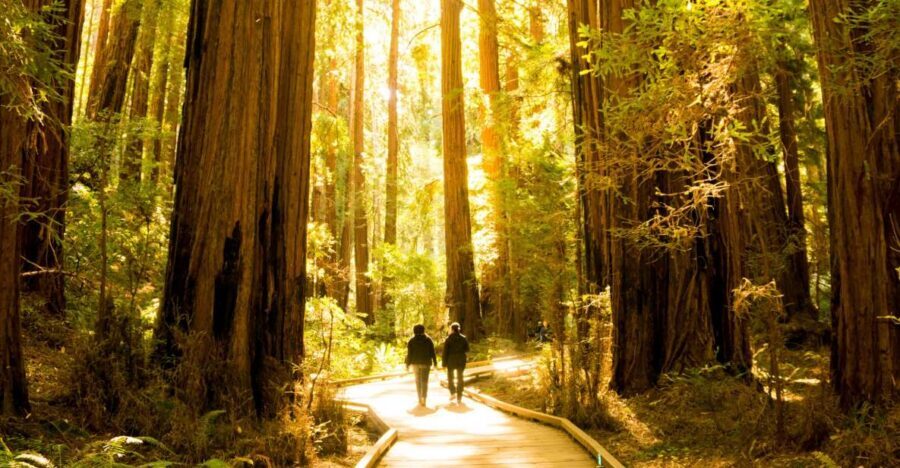 San Francisco: Muir Woods and Sausalito Experience - Quick Hits: What Makes This Trip Worth It