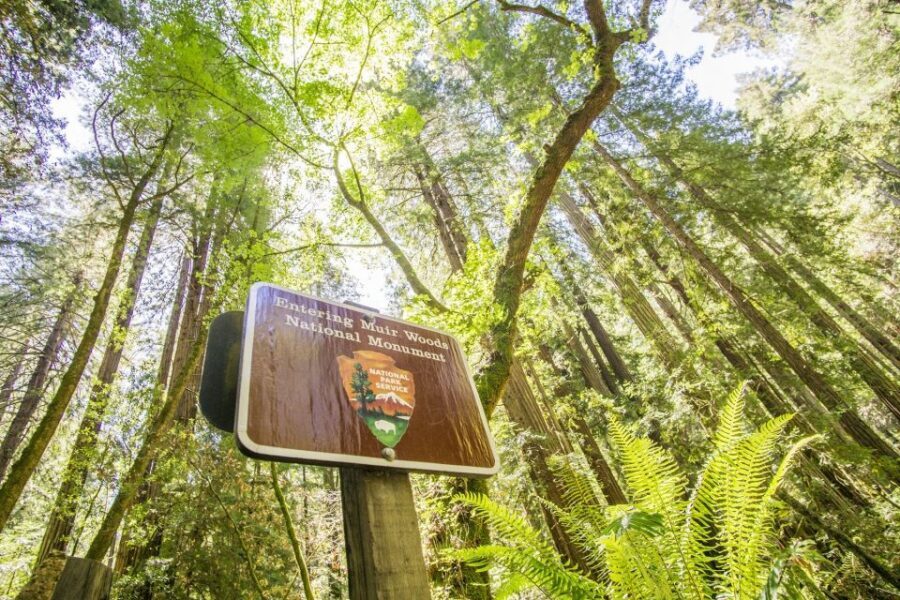 San Francisco: Muir Woods and Sausalito Experience - From Fisherman’s Wharf to Muir Woods: the minibus ride that sets the tone