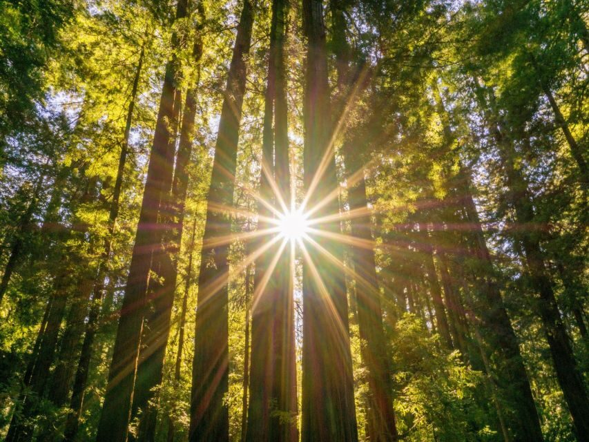 San Francisco: Muir Woods and Sausalito Experience - Pacific Coast Highway (Route 1) and Mt. Tamalpais: the scenic “in-between” you’ll feel