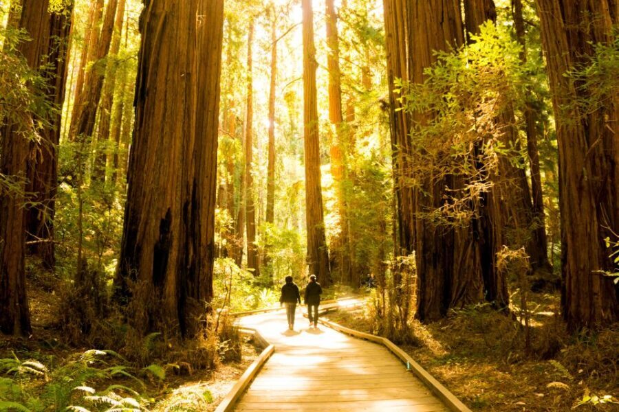 San Francisco: Muir Woods and Sausalito Experience - Guide style and what you’ll get from the storytelling
