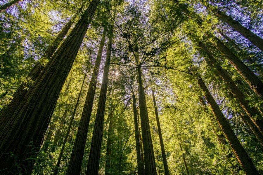 San Francisco: Muir Woods and Sausalito Experience - Price and Logistics: is $99 a good deal for this day?