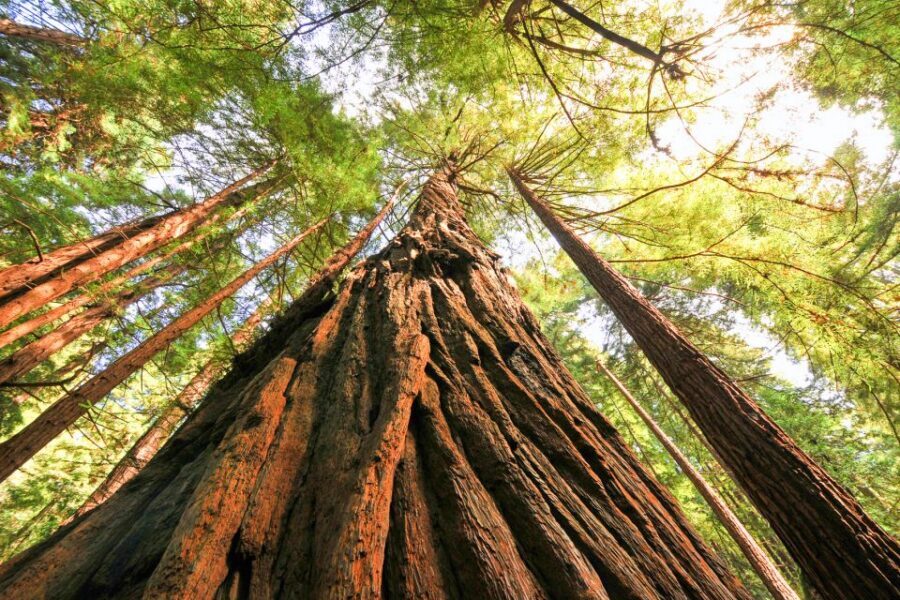 San Francisco: Muir Woods and Sausalito Half-Day Trip - Who this tour is best for