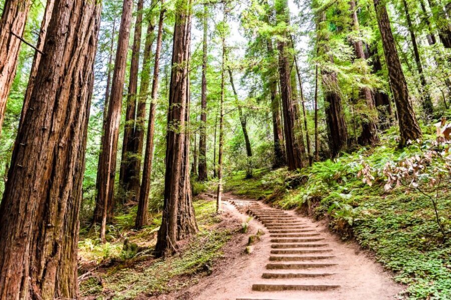 San Francisco: Muir Woods and Sausalito Half-Day Trip - The drive through Marin Headlands: scenery with a purpose