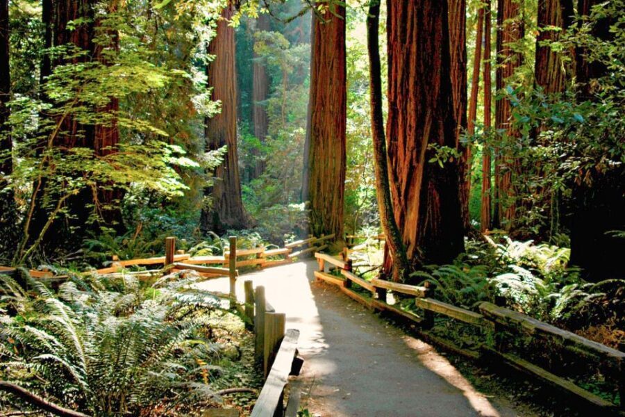 San Francisco: Muir Woods and Sausalito Half-Day Trip - Sausalito: 45 minutes in a seaside town with real personality