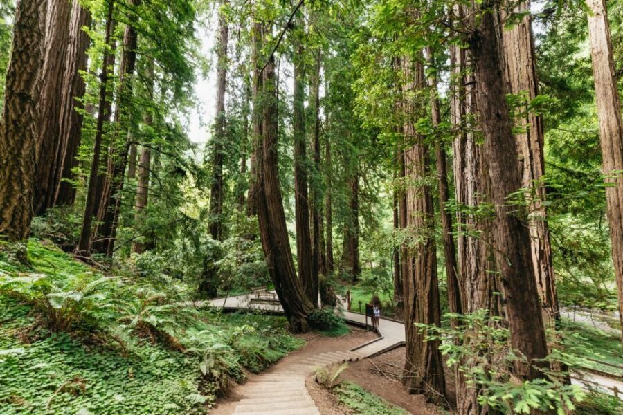 San Francisco: Muir Woods and Sausalito Small Group Tour - Muir Woods National Monument: your 75-minute redwood reset