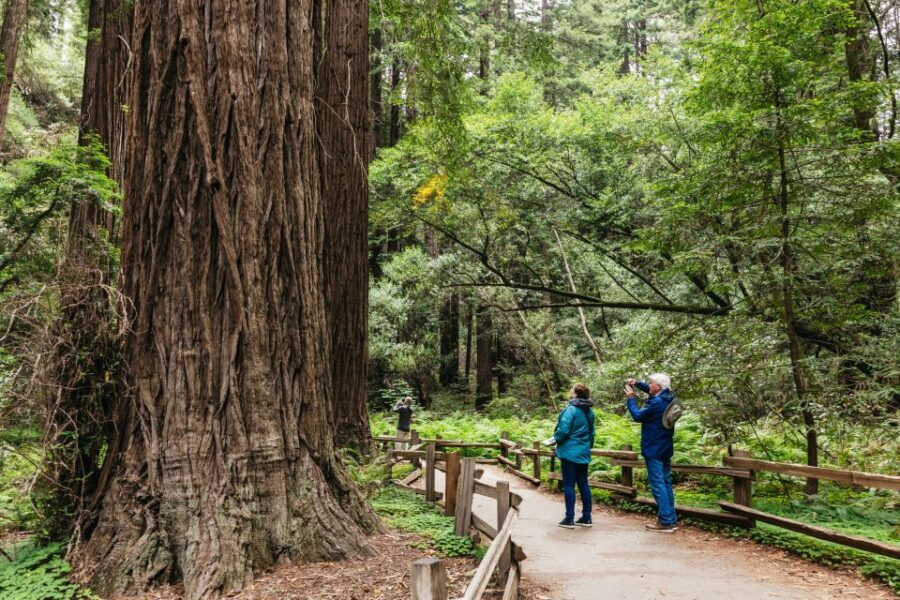 San Francisco: Muir Woods, Napa & Sonoma Valley Wine Tour - Muir Woods time: what the redwood walk really feels like