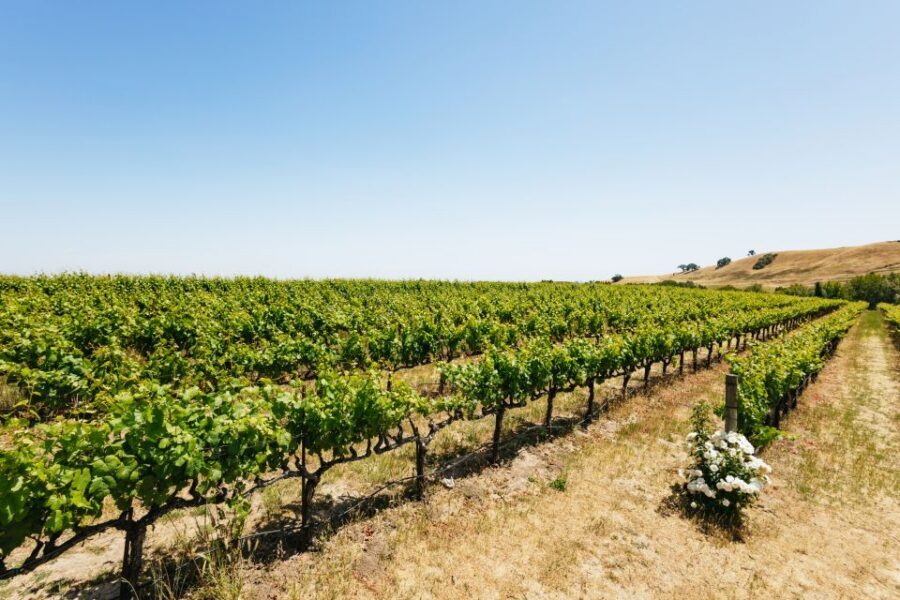 San Francisco: Muir Woods, Napa & Sonoma Valley Wine Tour - Mayo Family Winery: guided tour, tasting, and the “start here” lesson