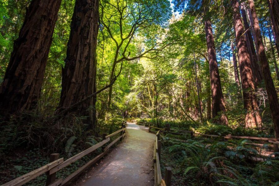San Francisco: Muir Woods, San Francisco and Sausalito Tour - Chinatown and Little Italy: more than a drive-through