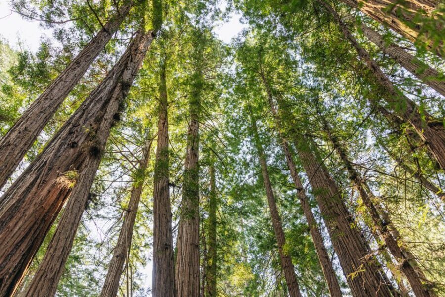 San Francisco: Muir Woods, Sausalito and SF Bay Cruise - Sausalito: Mediterranean-Like Views, Floating Homes, and the Timing Trap
