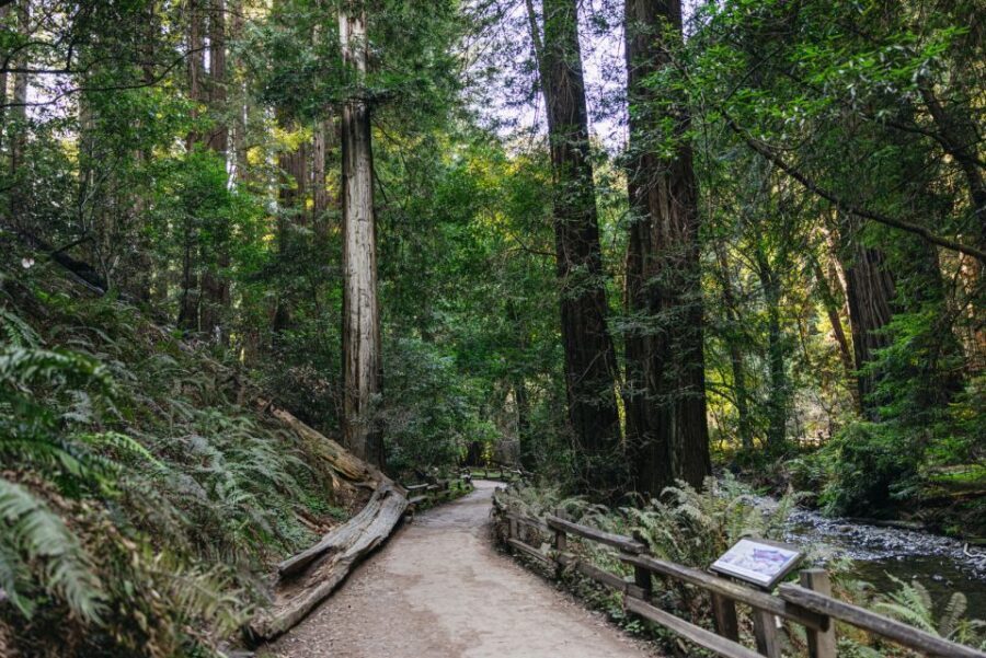 San Francisco: Muir Woods, Sausalito and SF Bay Cruise - Comfort, Control, and Where the Value Really Comes From