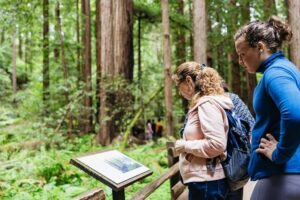 San Francisco: Muir Woods & Sausalito Tour with Ferry Option - Entering Muir Woods: 90 Minutes With the Giants