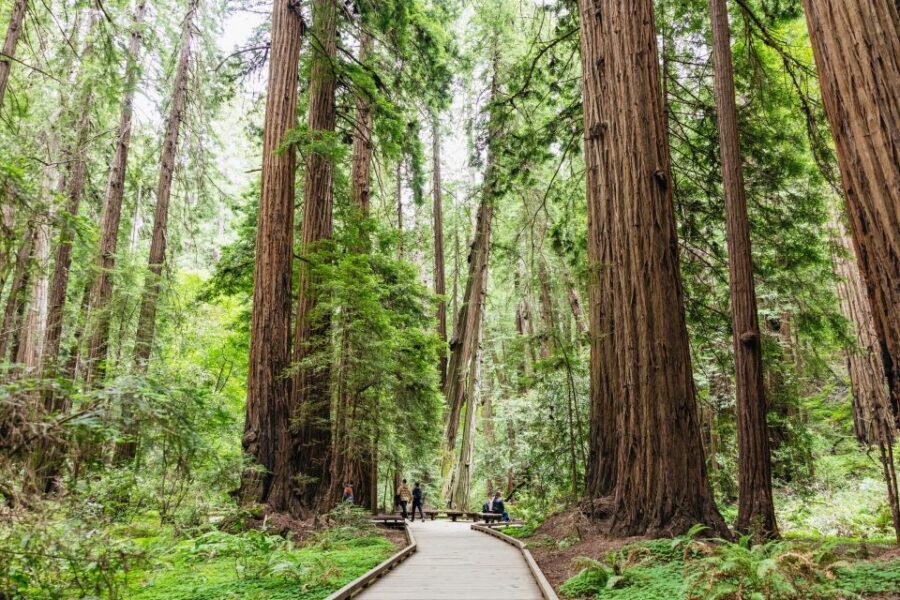 San Francisco: Muir Woods & Sausalito Tour with Ferry Option - Practical Tips That Make This Trip Feel Easy
