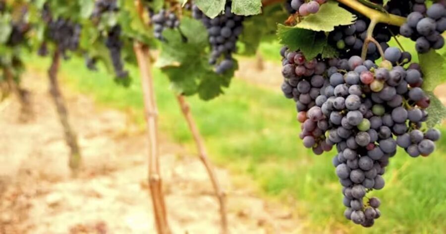 San Francisco: Napa Valley Half-Day Wine Tour with Tastings - Optional add-ons: Hop-on Hop-off and a Chinatown walking tour