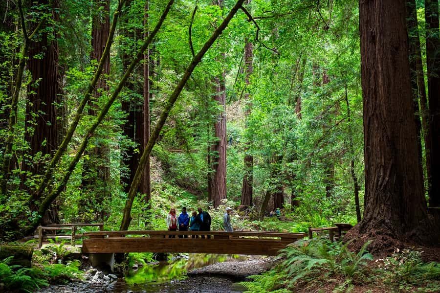 San Francisco: Redwood & Wine Country Tour with Lunch & Wine - Key Points Worth Noticing