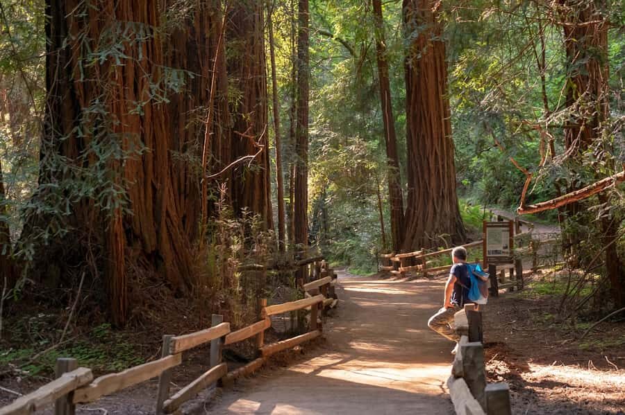 San Francisco: Redwood & Wine Country Tour with Lunch & Wine - Muir Woods National Monument: The One-Hour Redwood Reset