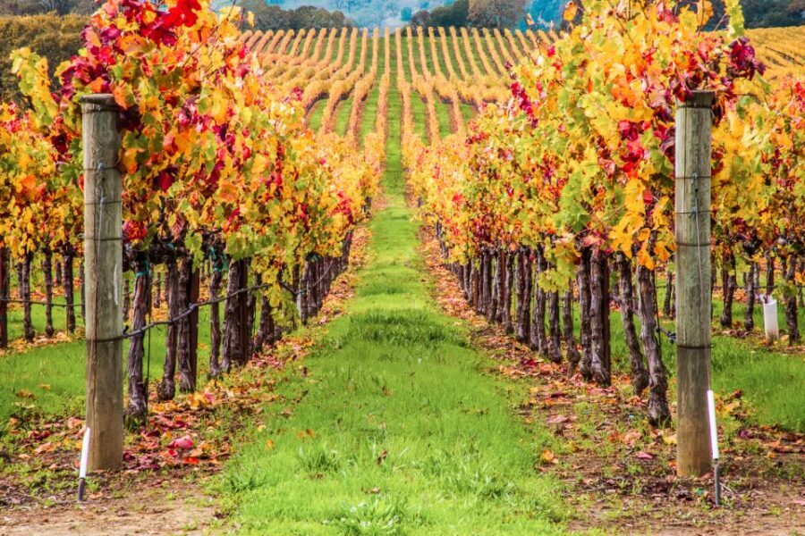San Francisco: Sonoma Wine Country Tour with Tastings - Who should book this Sonoma tour