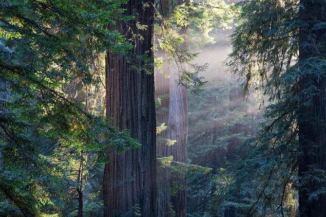 San Francisco Super Saver: Grand City Tour plus Muir Woods & Sausalito Day Trip - Muir Woods 90 minutes: giant coastal redwoods with admission included