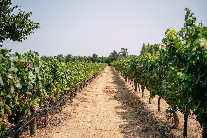 San Francisco Super Saver: Muir Woods & Wine Country w/ optional Gourmet Lunch - Sonoma Plaza for lunch and a dose of old-town charm