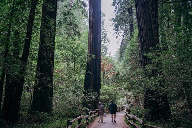 San Francisco Super Saver: Muir Woods & Wine Country w/ optional Gourmet Lunch - Mayo Family Winery: a family-run, single-vineyard vibe