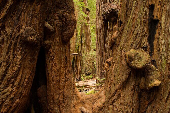 San Francisco to Muir Woods Shuttle - Golden Gate Bridge photo stops: where the best angles happen