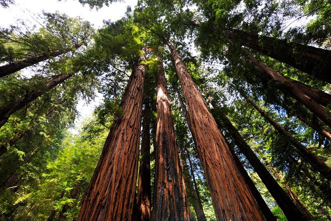 San Francisco to Muir Woods Shuttle - Palace of Fine Arts: the quick stop that feels like a secret