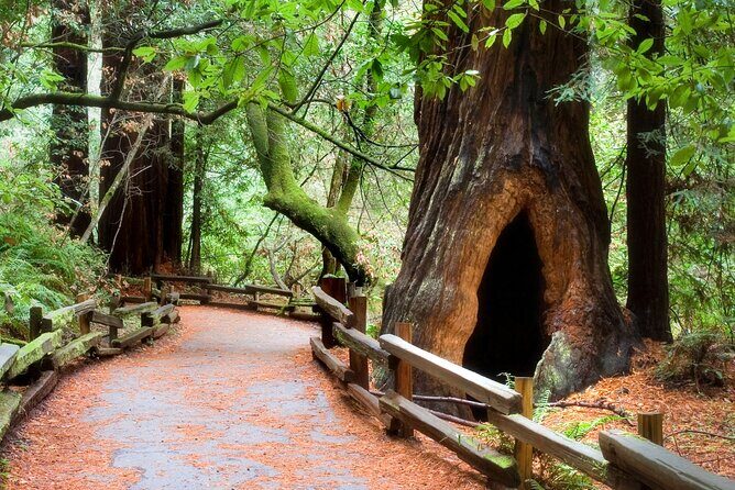 San Francisco to Muir Woods Shuttle - Muir Woods: how to use your 1.5 hours under the coastal redwoods