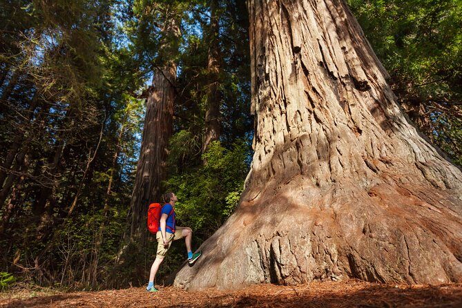 San Francisco to Yosemite One-Way Transfer - Waterfalls and mist: Horsetail Fall and Lower Yosemite Falls Trail