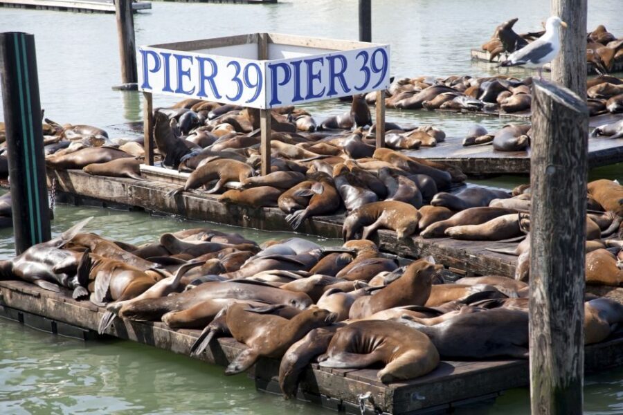 San Francisco Ultimate City Tour with Bay Cruise Option - Twin Peaks: Breathtaking Panoramas When Weather Plays Nice