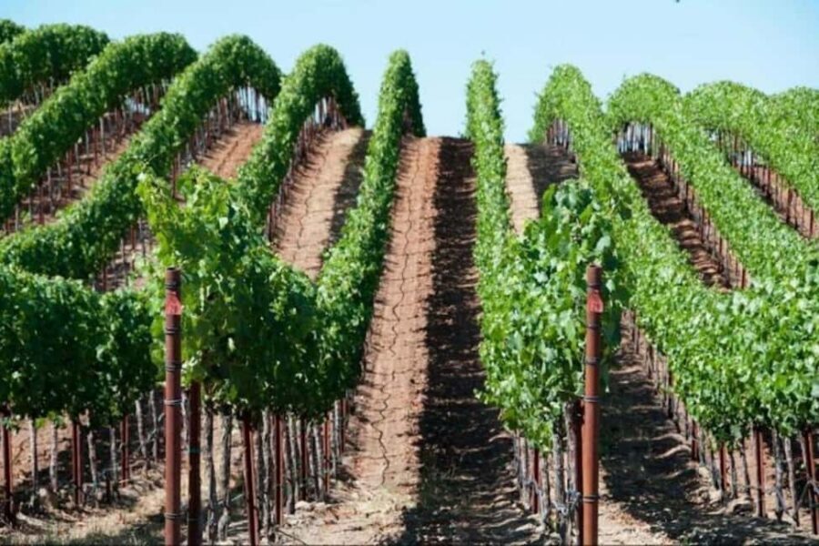 SF: Napa & Sonoma Wine Tour & Hop-on Hop-off Tour (Save 15%) - Comfort, timing, and what can make or break your day