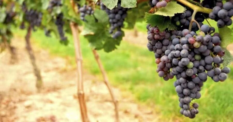 SF: Napa & Sonoma Wine Tour & Hop-on Hop-off Tour (Save 15%) - Napa or Sonoma by motorcoach: what the tasting day feels like
