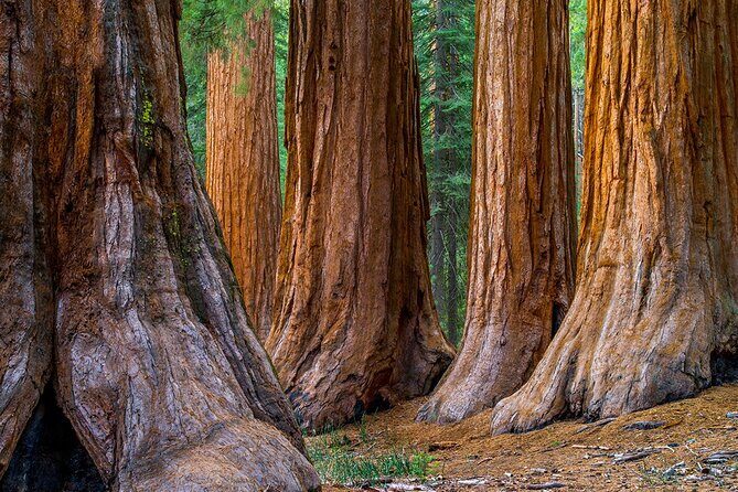 Small-Group Giant Redwoods and Russian River Wine Country Trip - A San Francisco van day that actually changes scenery