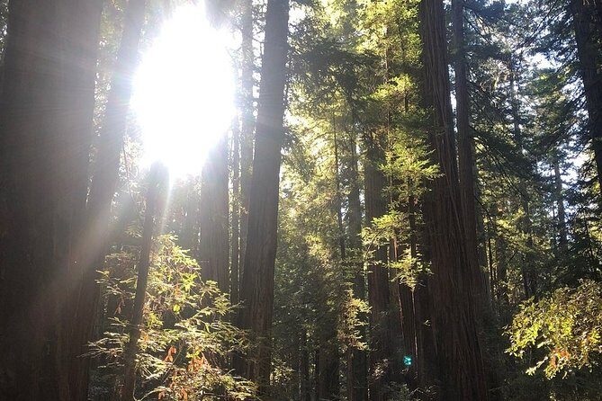 Small-Group Giant Redwoods and Russian River Wine Country Trip - Getting on the van: pickup zones, mobile tickets, and timing