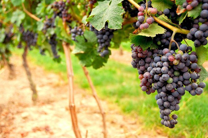 Small Group Napa and Sonoma Full-Day Wine Tour from San Francisco - 8:30 am Start from 99 Jefferson St: Your First Hour Sets the Tone
