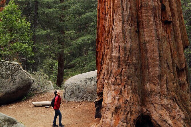Small Group Redwoods, California Coast & Sausalito Day Trip from San Francisco - Goat Rock Beach and the Goonies picnic-style stop: plan for wind
