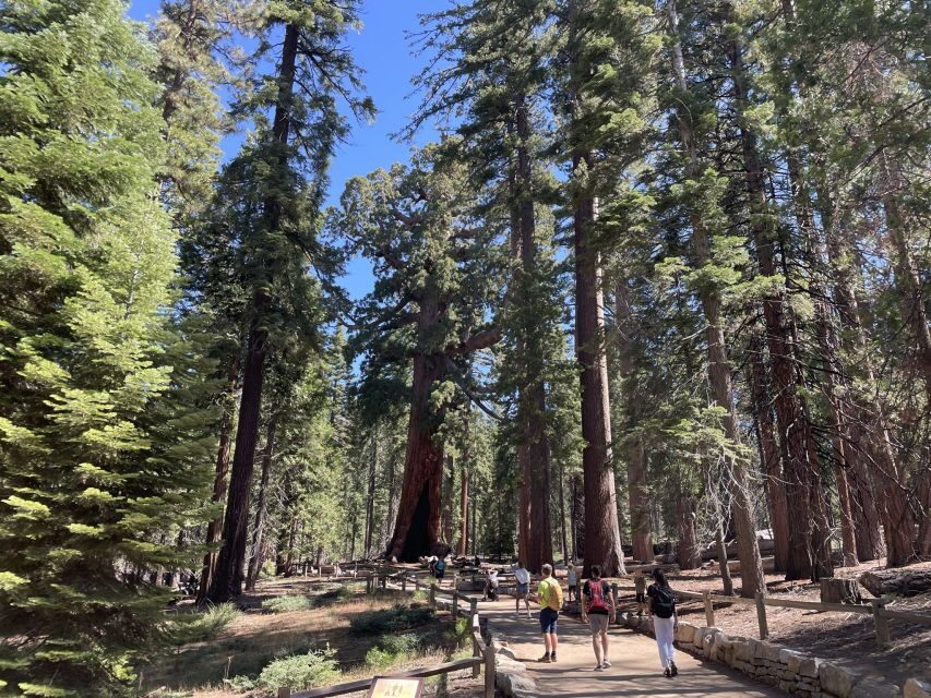 Yosemite, Giant Sequoias, Private Tour from San Francisco - Giant sequoias at the grove stop: breathtaking trees, real walking